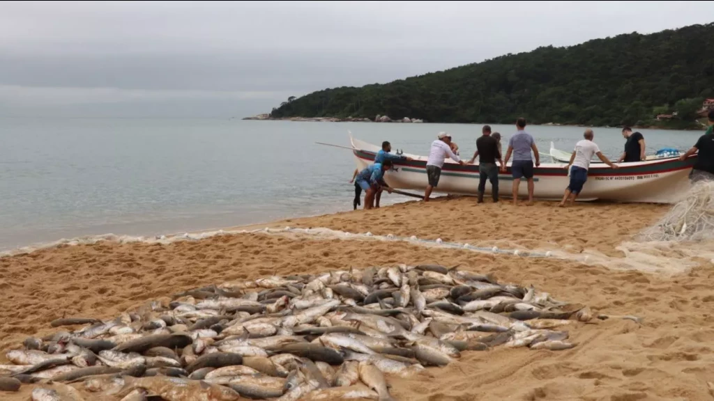 Pescadores enfrentam o frio e garantem uma grande captura de tainha em Balneário Camboriú