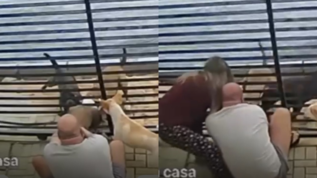 Câmeras flagram casal desesperado salvando cachorro da boca de pitbulls