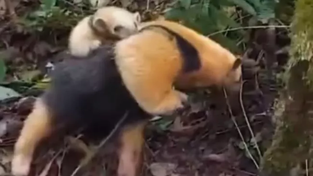 Mãe e filhote de tamanduá-mirim são resgatados por policiais