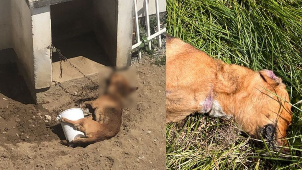 Cachorro morre enforcado em Tijucas