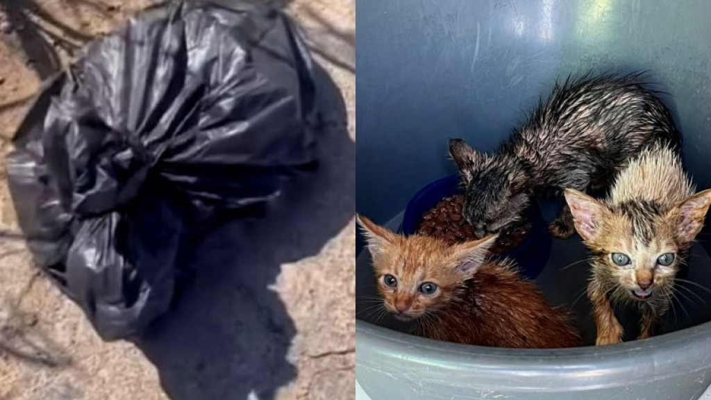 Filhotes de gatos são largados dentro de saco de lixo para morrer